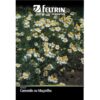 SEMENTE FELTRIN BETERRABA KATRINA